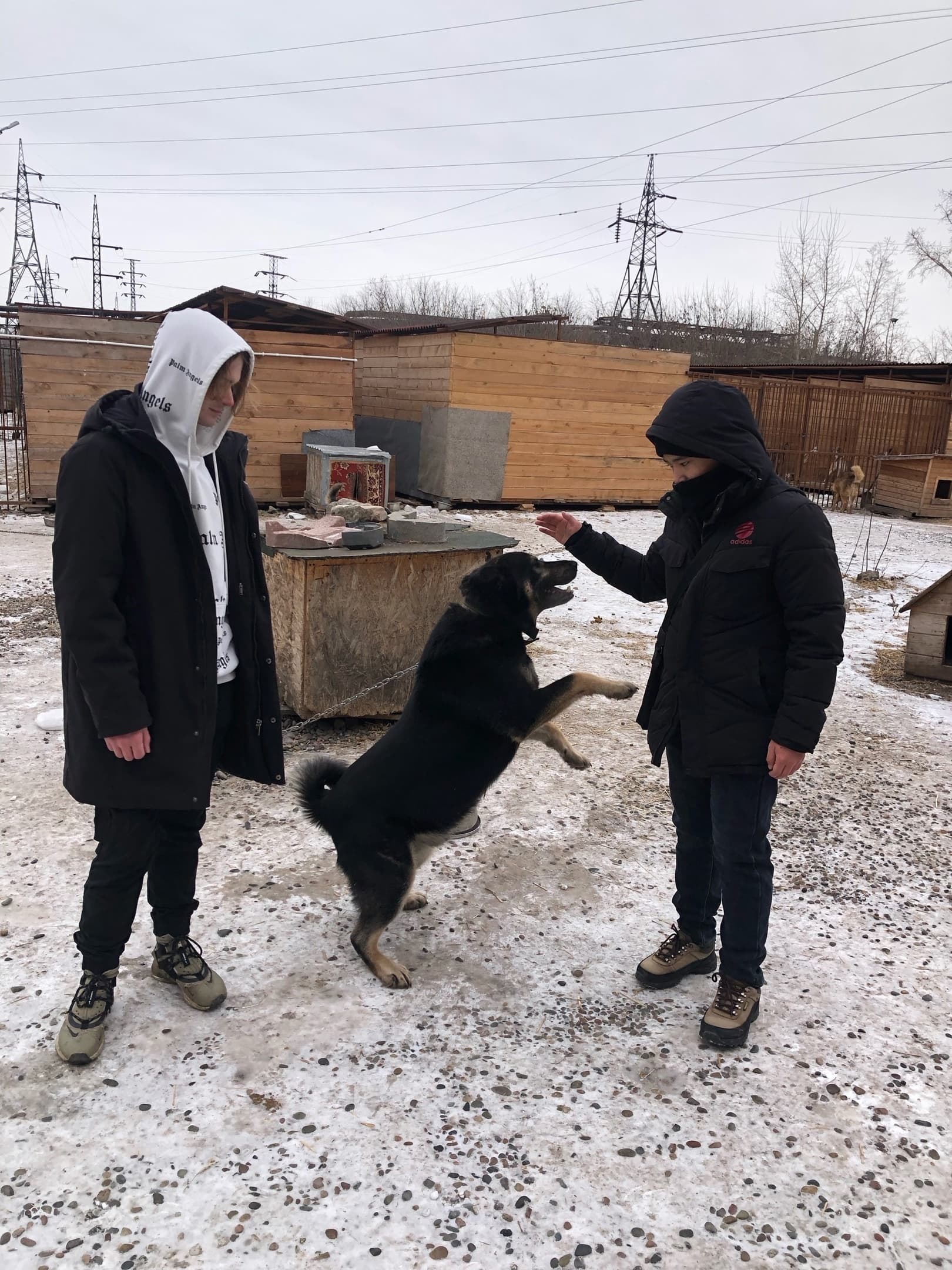 Добрый Политех в деле: помощь хвостатым друзьям!
